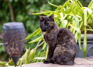 Black Cat and Green Plants