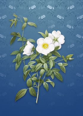 Vintage White Rose of Snow