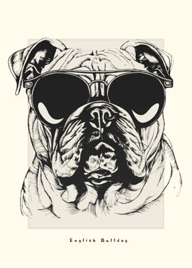 English Bulldog Sketch