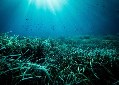 Underwater Meadow