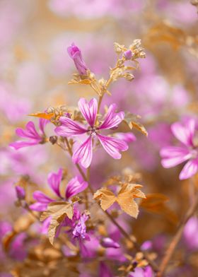 Pink wild mallow flowers