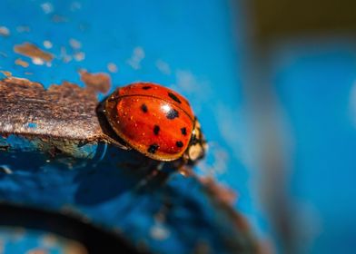 ladybug and green pipes