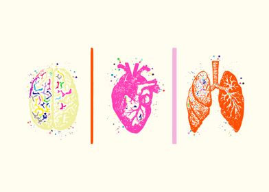 Human Brain Heart Lungs