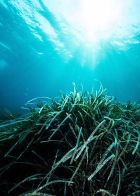 Underwater Meadow