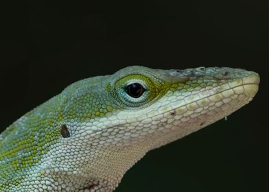 Green Anole