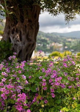 Pink and purple flower