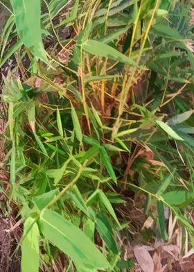 Bamboo Plants