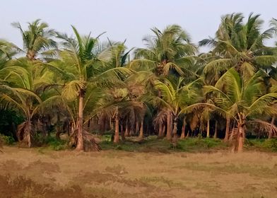 Coconut Trees 3