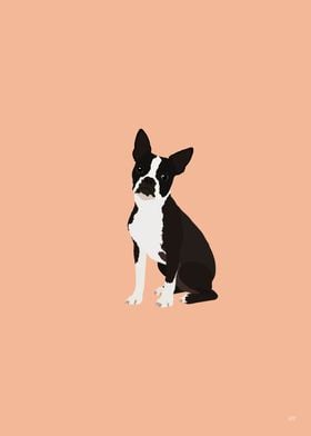 Boston Terrier Dog