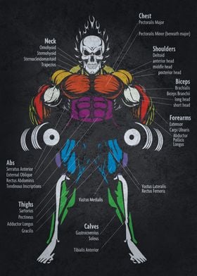 Muscle Diagram Anatomy