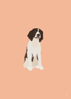 English Springer Spaniel