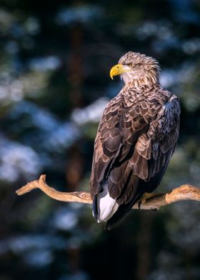 Eagle in the sun