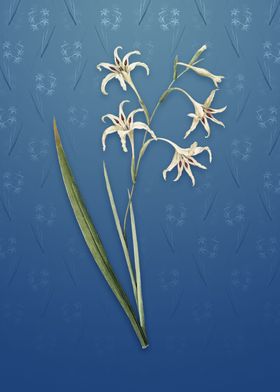 Gladiolus Cuspidatus