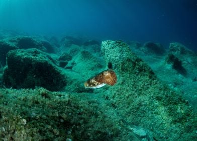 Underwater Landscape