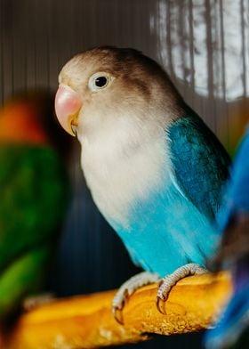 light brown cyan parrot