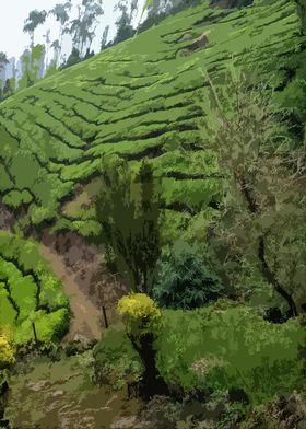 Munnar Tea Garden 4