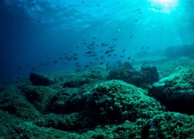 Underwater Landscape