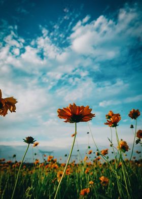 gerbera garden