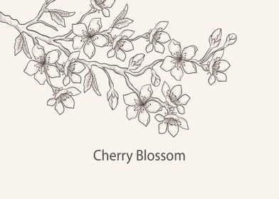 Cherry blossom