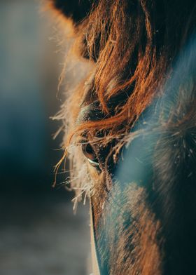 animal face brown horse