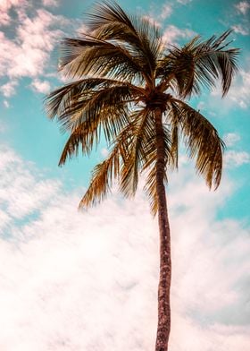 Palm tree