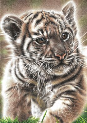 Tiger Cub