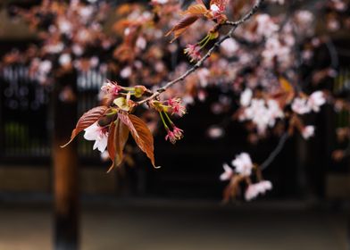 Cherry Blossom in orange