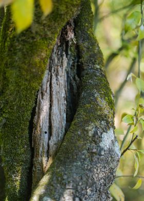 Helix Tree Trunk