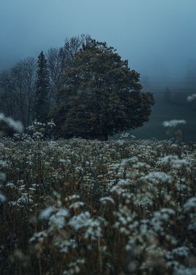 Tree in a Flower Field