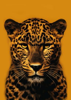 Orange Spotted Jaguar