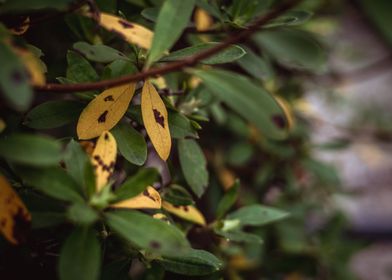 Yellow and Green Leaves