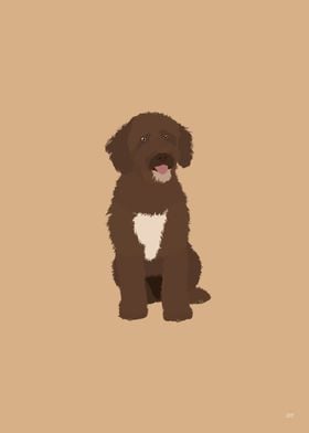 Portuguese Water Dog