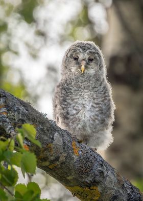 Young ural owl