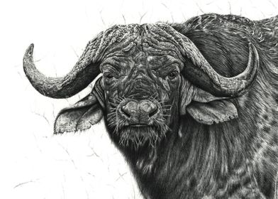 Cape buffalo