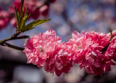 Pink Cherry Blossoms