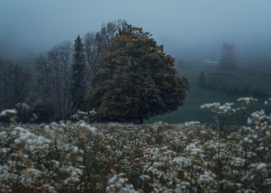 Tree in a Flower Field