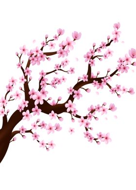 Cherry blossom flower