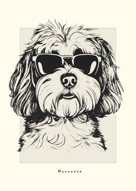 Havanese Illustration