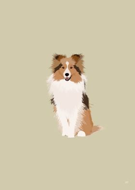 Shetland Sheepdog