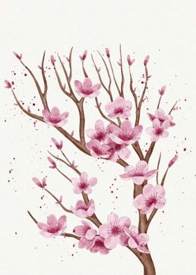 Cherry blossom flower