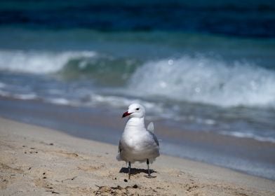 Seagull on the beach with 