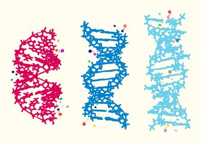 DNA Molecule