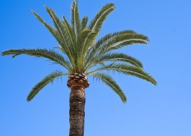 Palm tree against a blue s