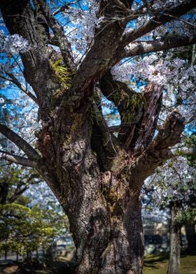 Cherry tree