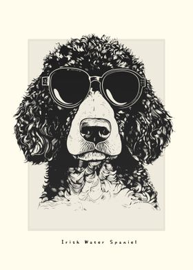 Irish Water Spaniel Sketch