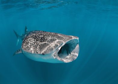 Whaleshark Filter Feeding