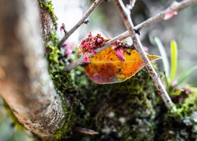 A Colorful Leave