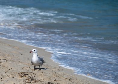 Seagull on the beach with 