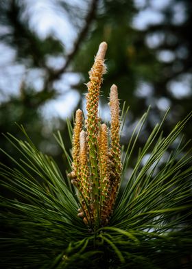 Pine Tree Close Up