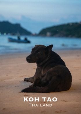 Koh Tao Dog on the beach